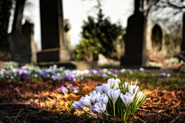 graveyard-church-crocus-cemetery-161280.jpeg